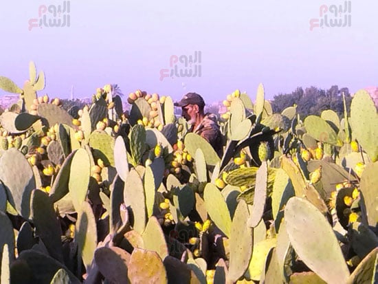 خلال-الحصاد خلال-الحصاد