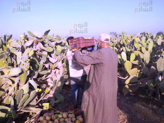 خلال-نقل-المحصول خلال-نقل-المحصول