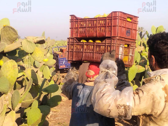 شكائر-بلاستيك-للحماية-من-الأشواك شكائر-بلاستيك-للحماية-من-الأشواك