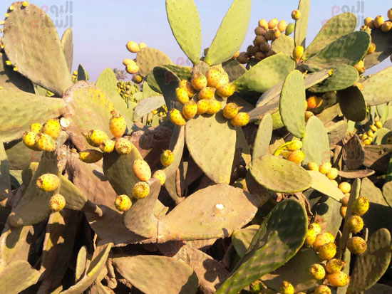 الثمرة-الذهبية-وسط-الأشواك الثمرة-الذهبية-وسط-الأشواك