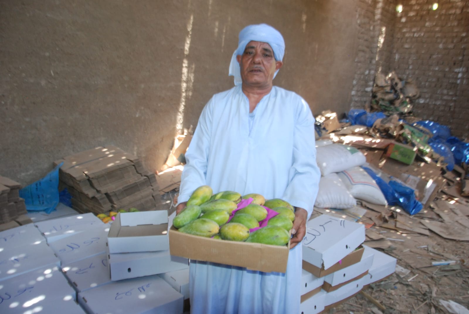 كميات المانجا بعد تجميعها فى الكراتين لطرحها بالأسواق