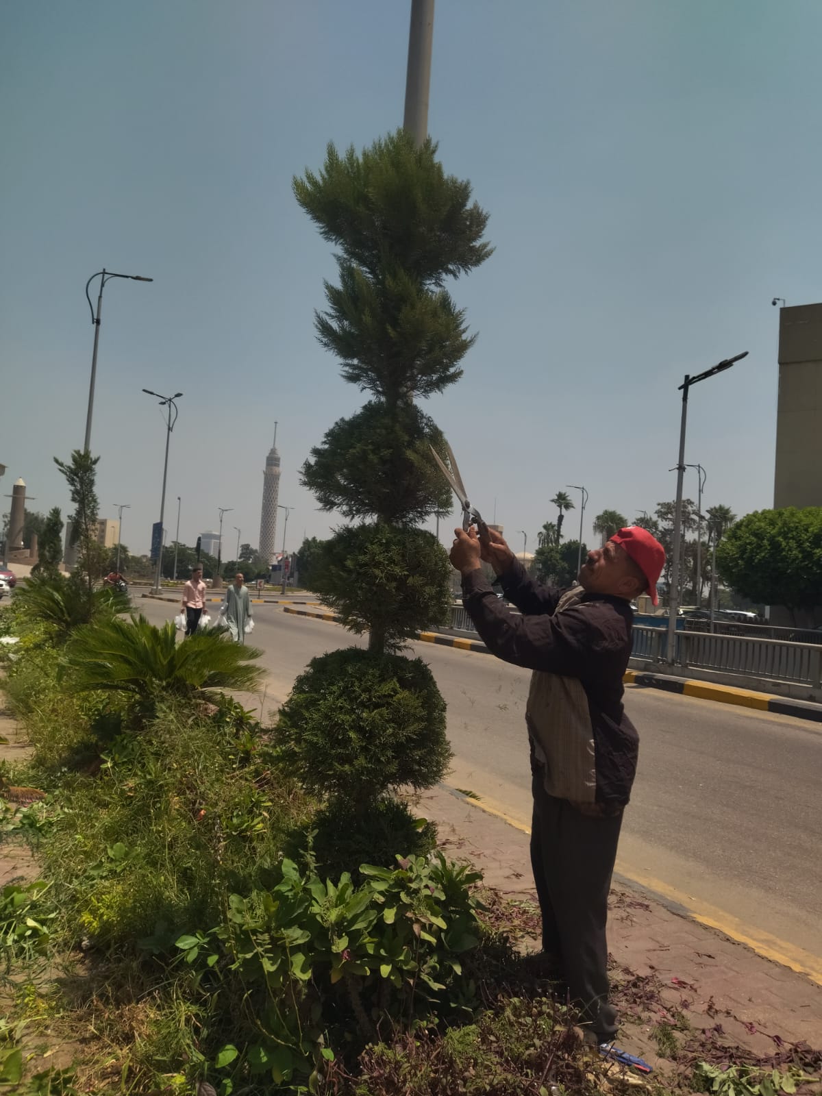 زراعة أحواض الزهور أعلى نفق الجلاء بالدقى (3)