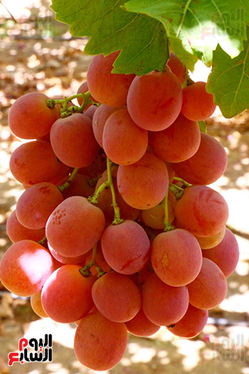 عناقيد العنب (3)