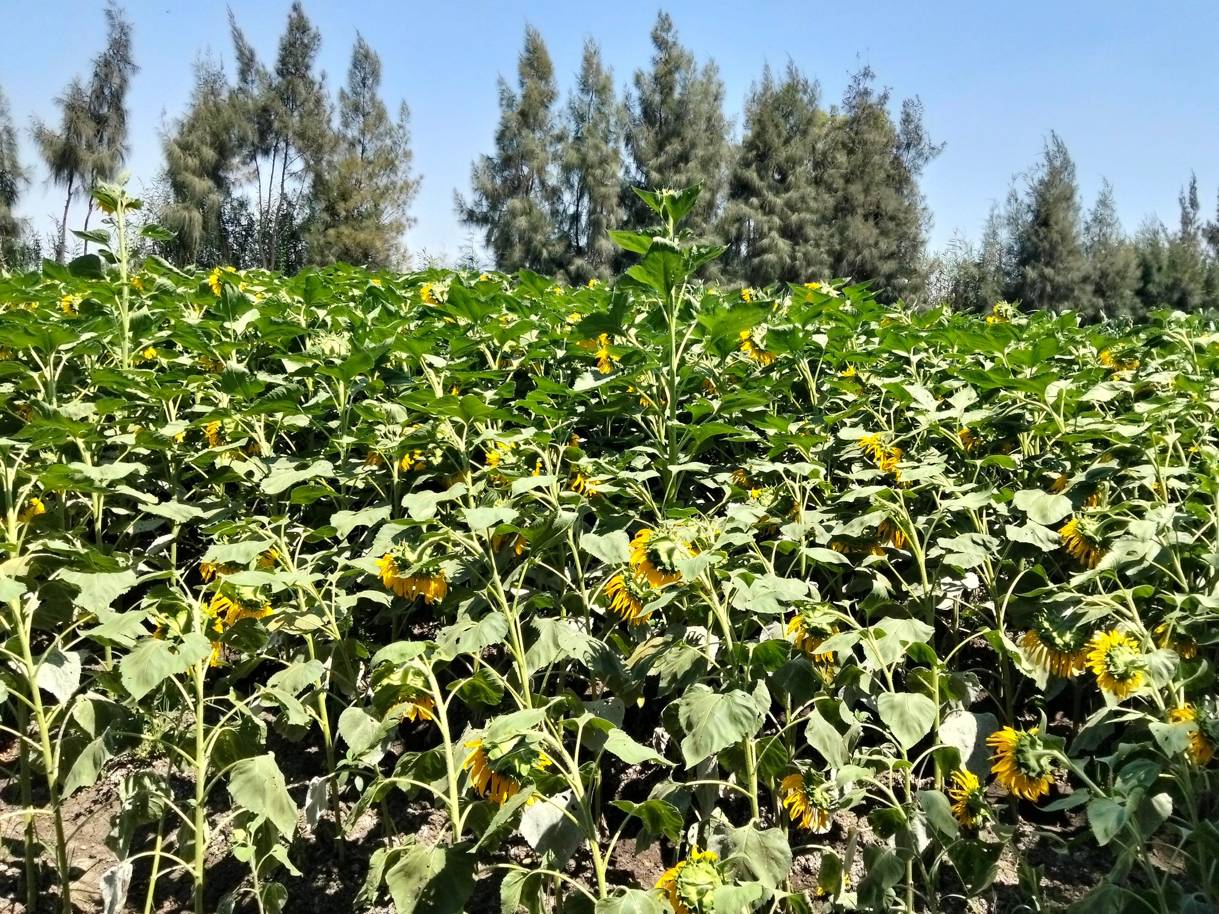 عباد الشمس