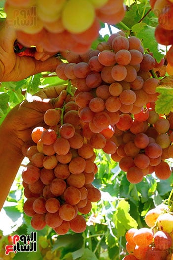 عناقيد العنب (7)