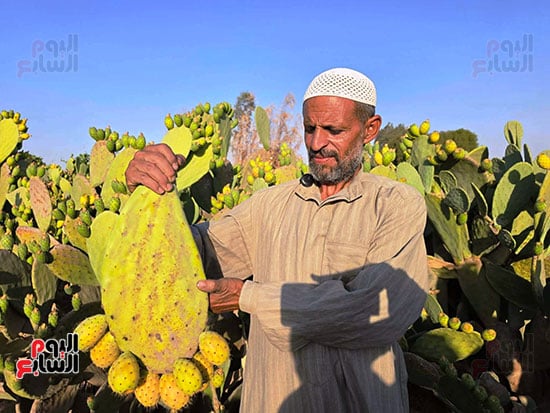 العم-عماد-العمدة