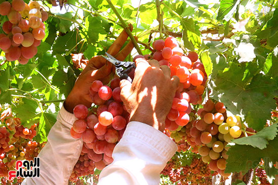 عناقيد العنب (16)