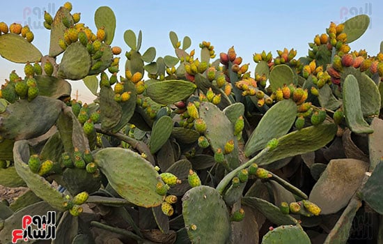 الذهب-الأخضر-منور-فى-الغيطان