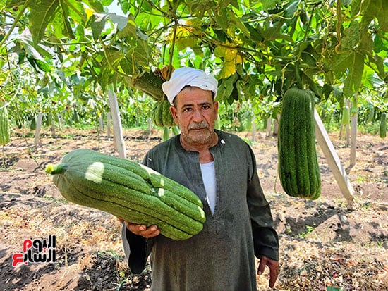 اللوف-يزين-الغيطان اللوف-يزين-الغيطان