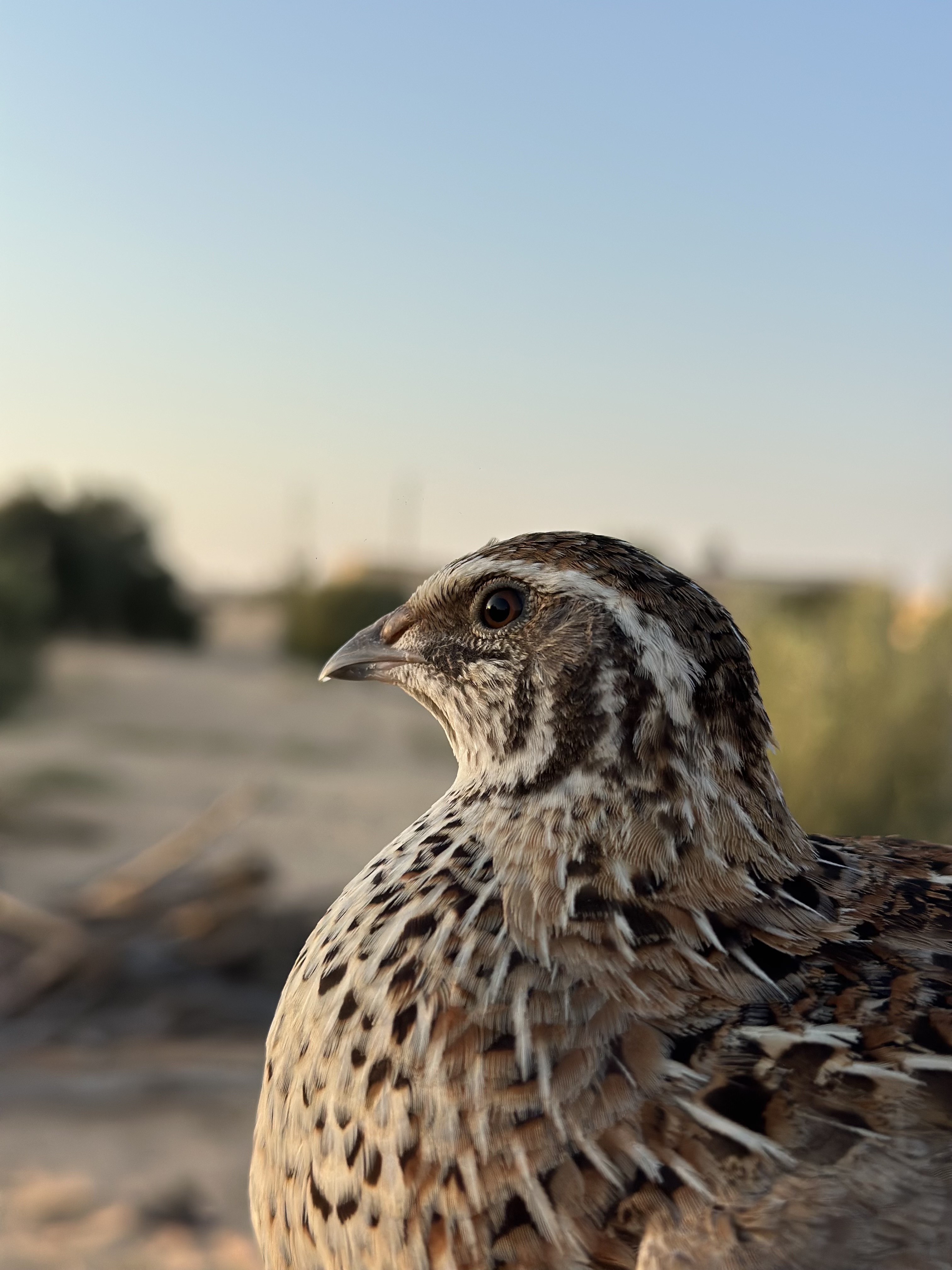 طائر السمان