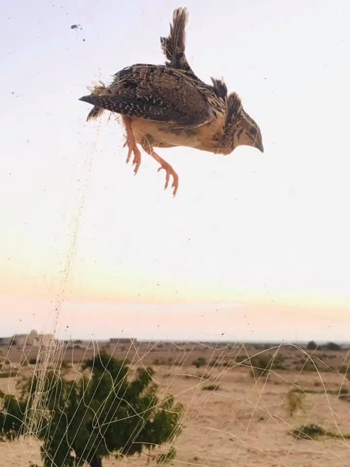 بدء موسم صيد السمان
