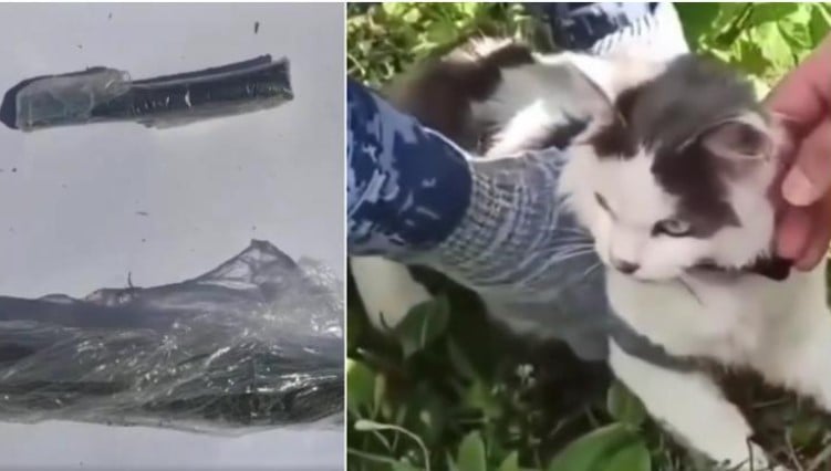 روسيا روسيا