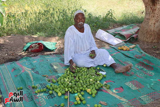 عبد-الحميد-أبو-زيد-مزارع-الليمون