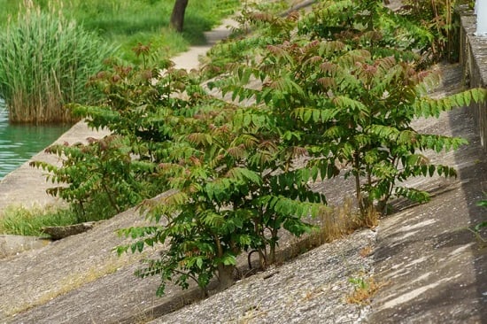 اخطر النباتات