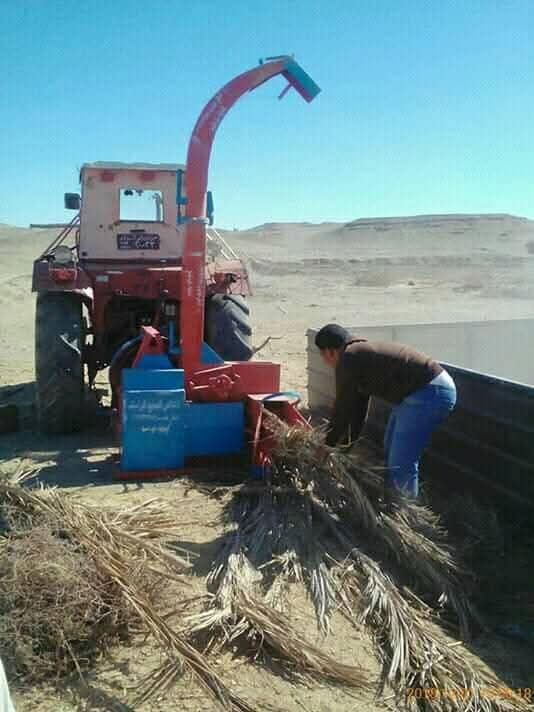 طرق تقليدية لفرن النخيل وتحويله إلى علف