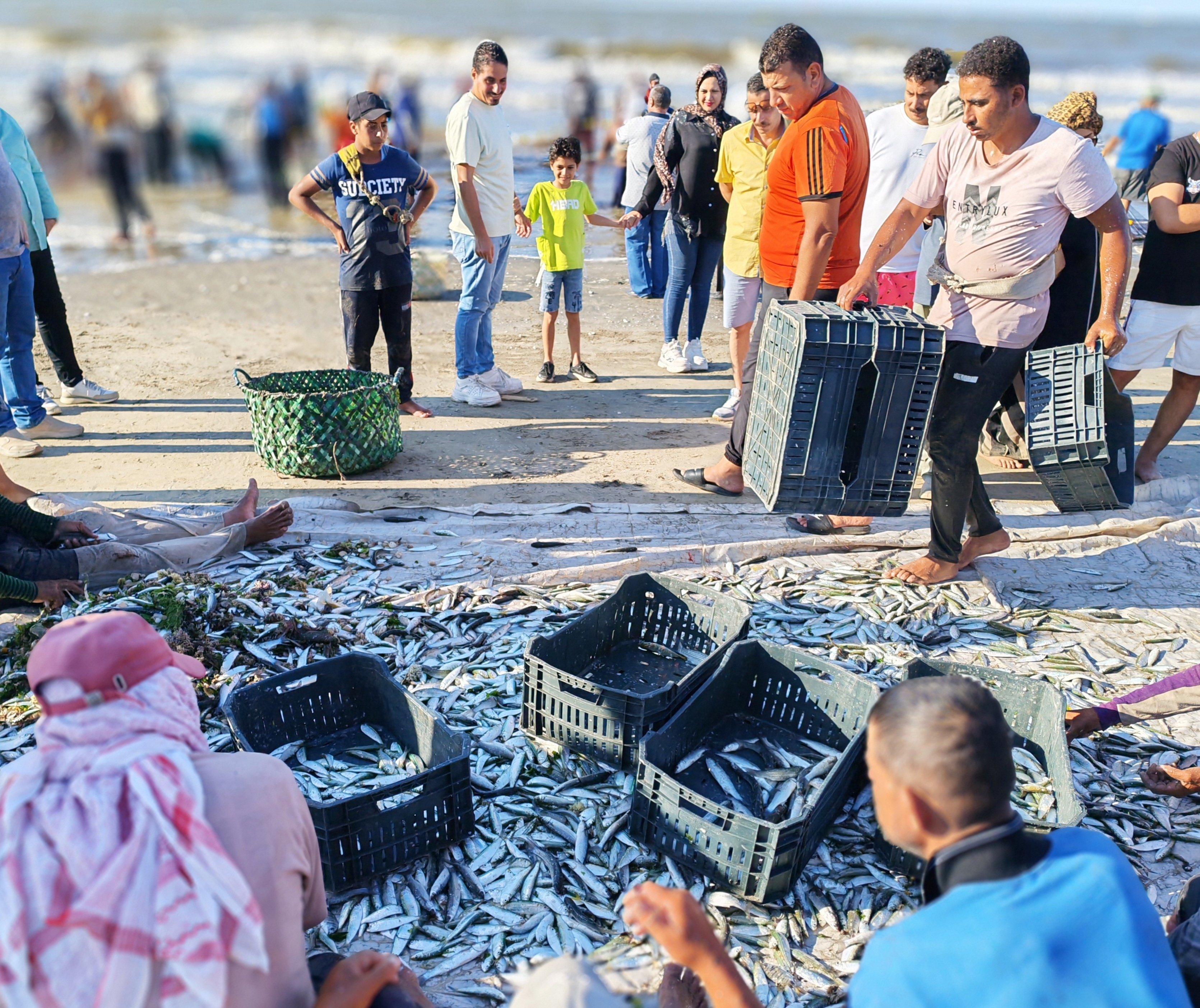 جمع الاسماك جمع الاسماك