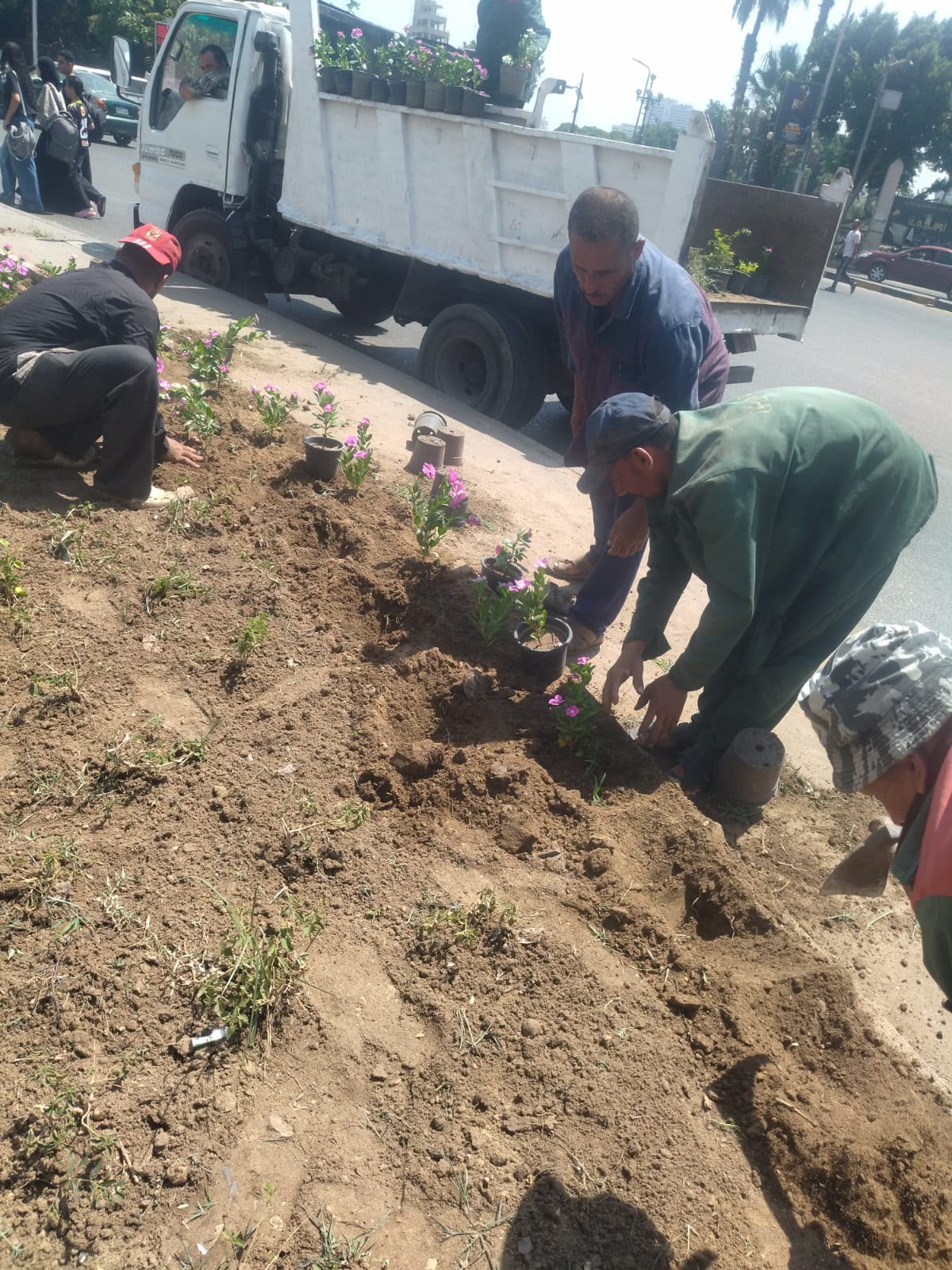 زراعة النباتات المزهرة بميدان الجلاء بحي الدقي (1)