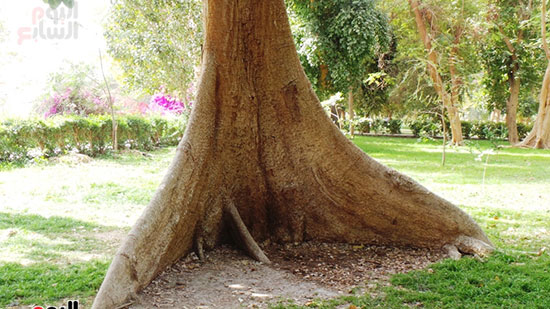 شجرة-البومباكس