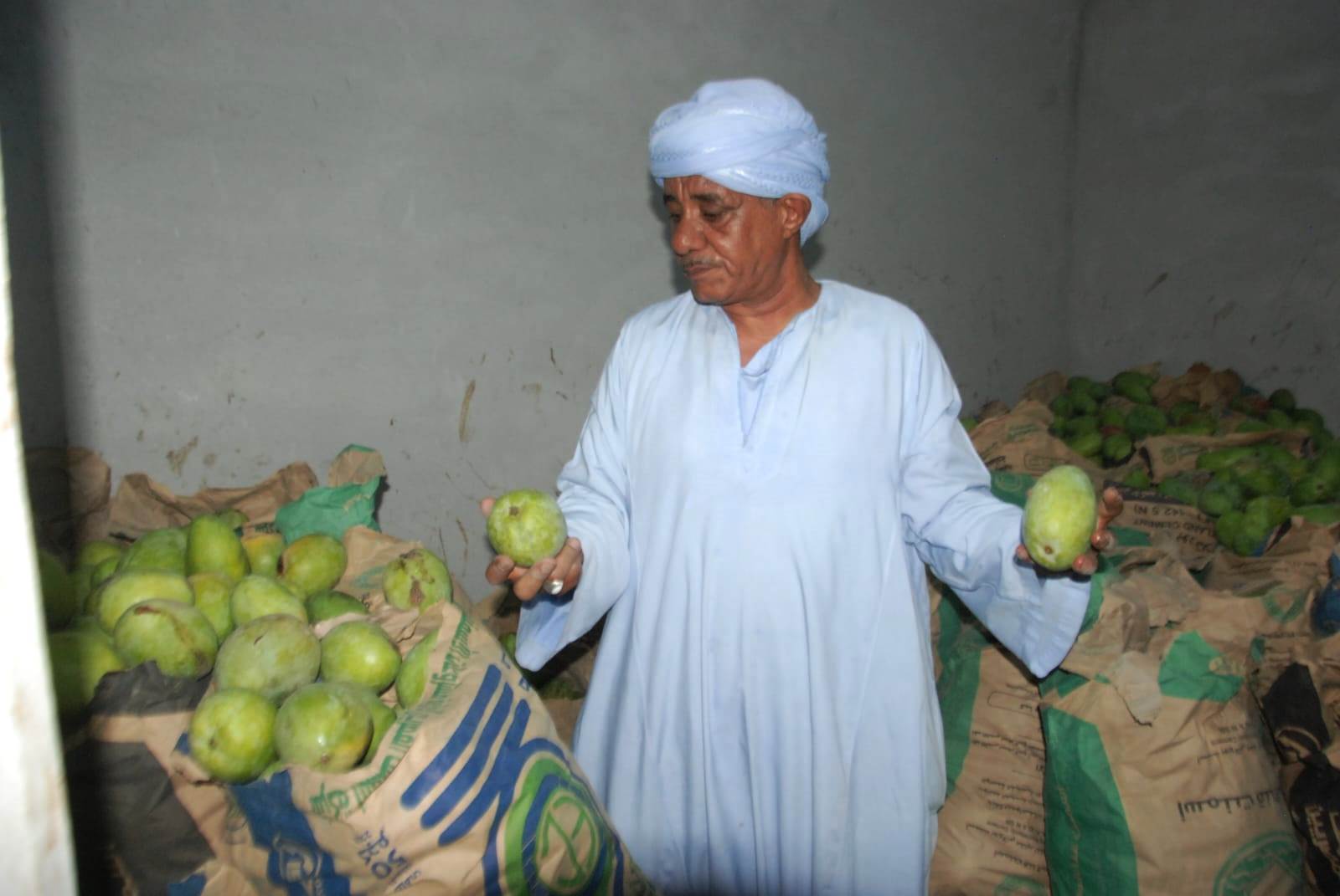 صاحب المزرعة يشرح أنواع المانجا فى الأسواق
