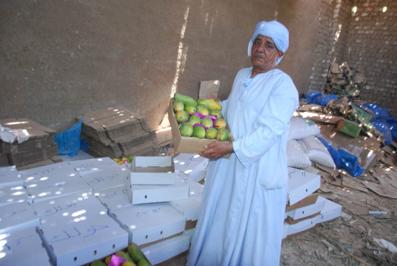 جانب من كميات المانجا بعد تجميعها فى الكراتين بالأقصر