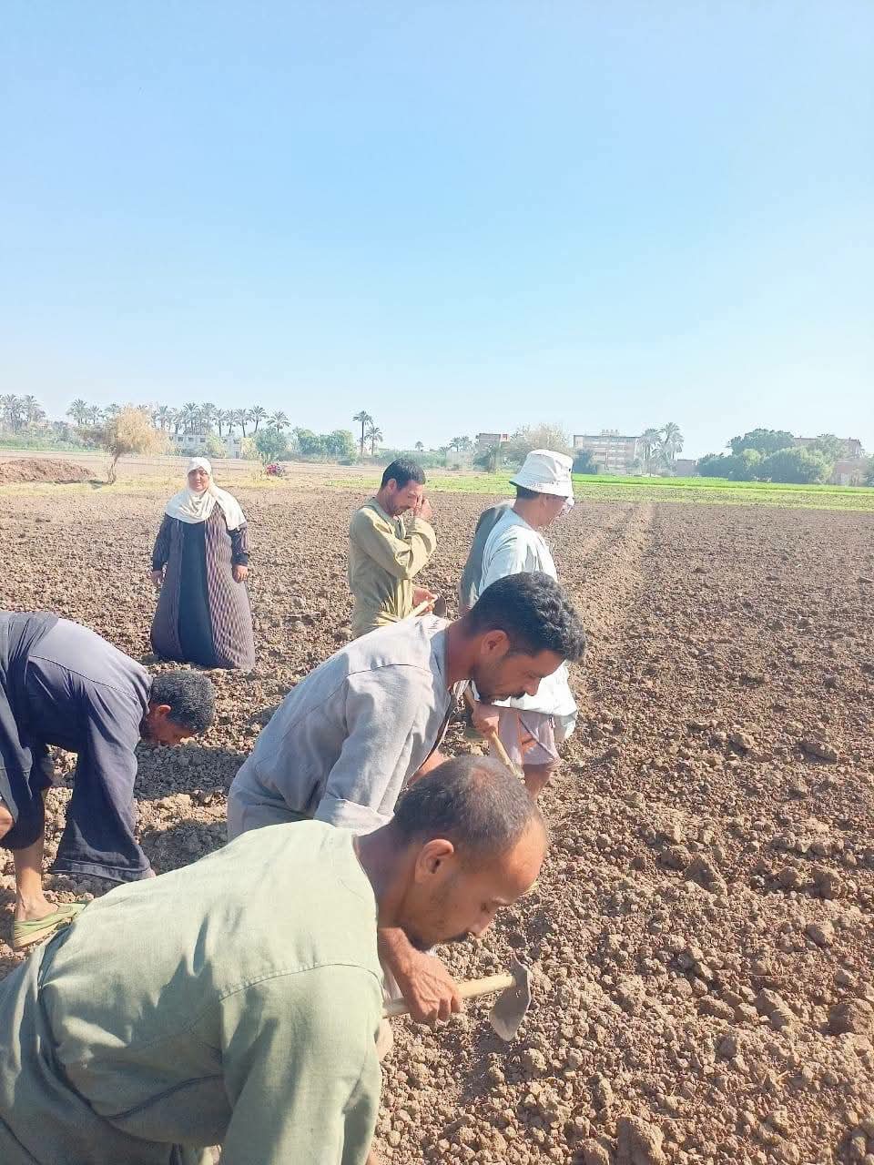 زراعة محاصيل الاعلاف ببنى سويف