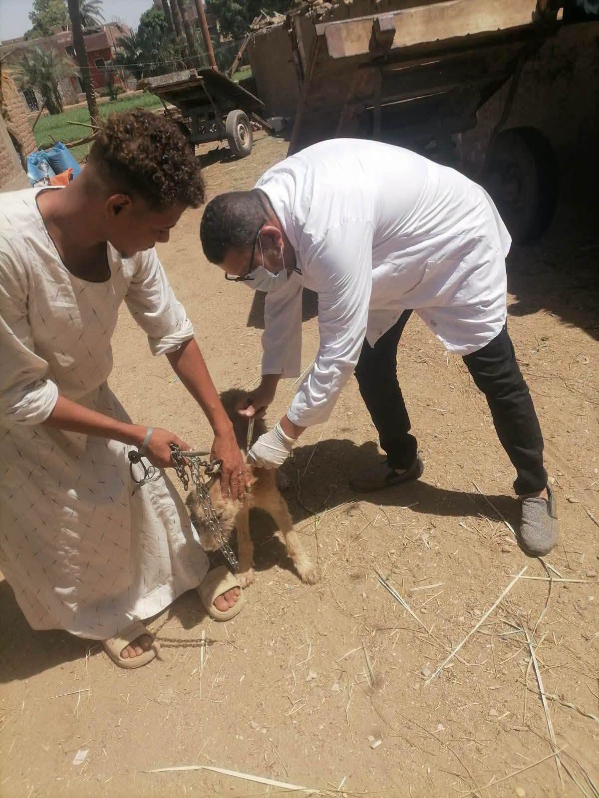 جانب من حملات تحصين الكلاب الضالة حول الأقصر