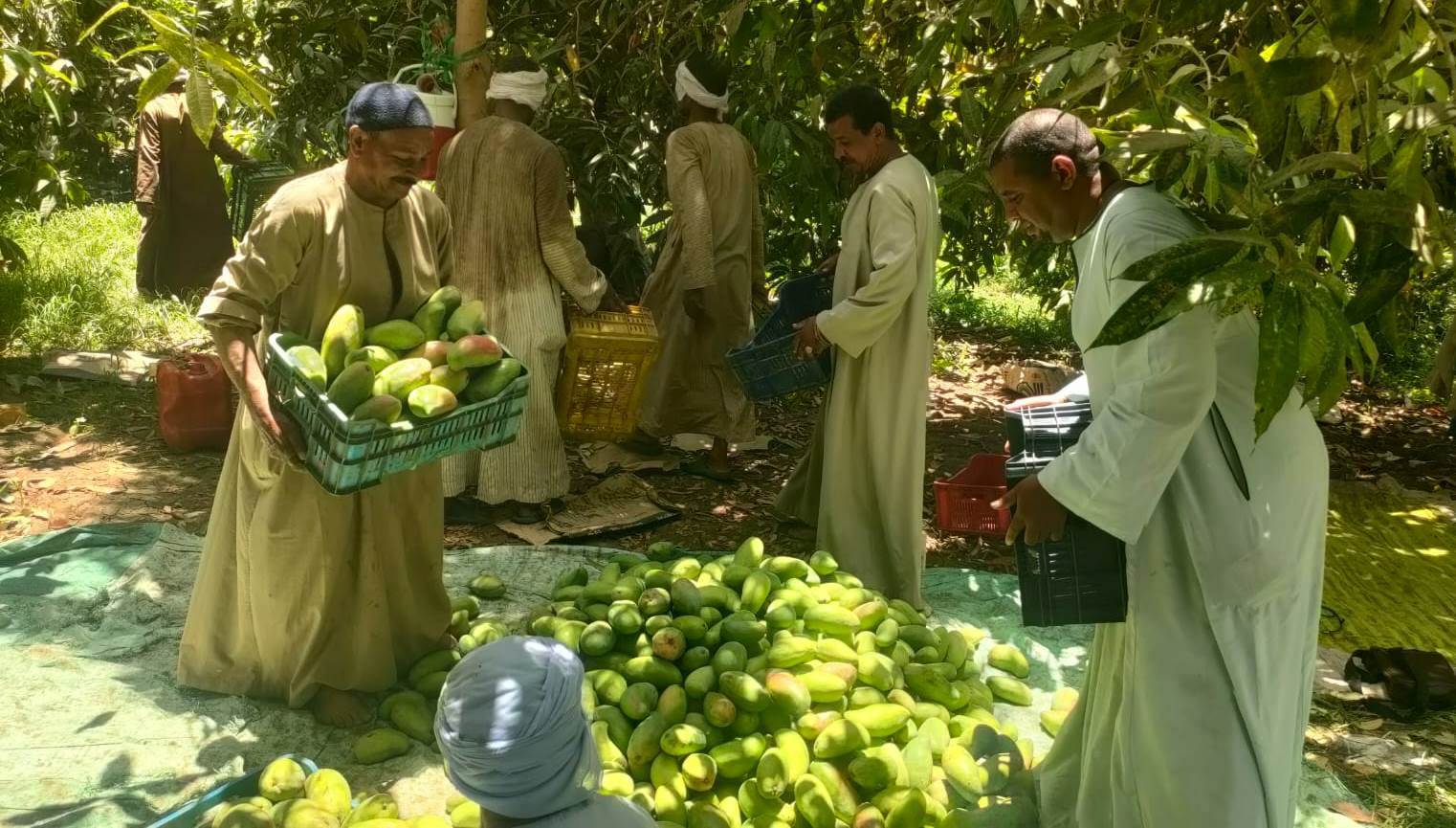 تجميع كميات من المانجا فى مزارع الأقصر