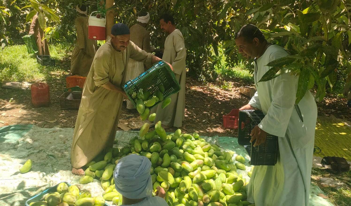 جمع كميات المانجا بالموسم الجديد داخل مزارع جنوب الأقصر