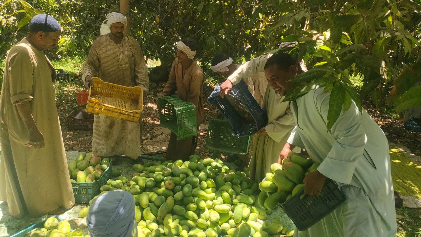 سعادة العمال فى مزارع الأقصر خلال جمع المانجا من الأشجار