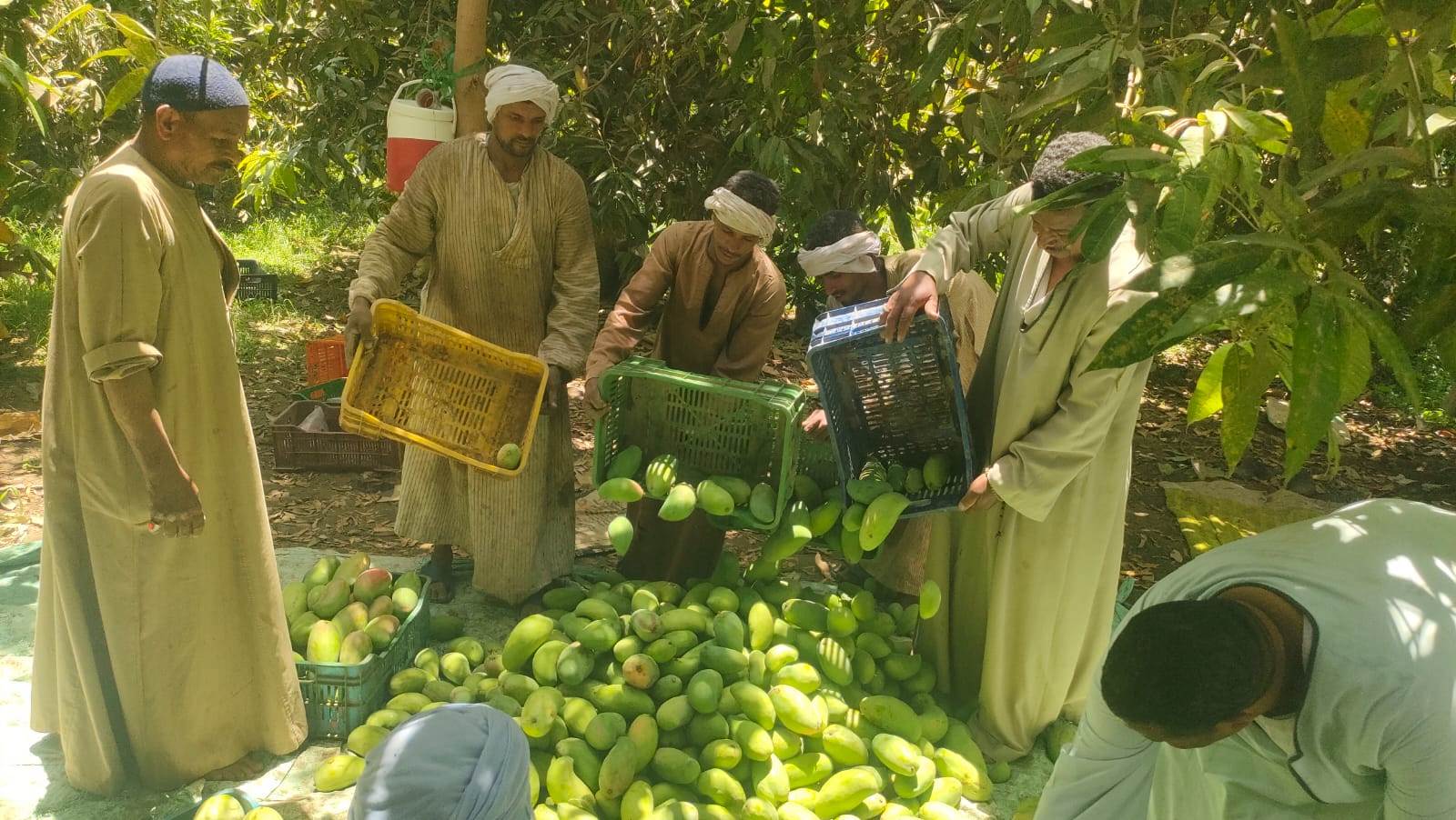 جمع أنواع المانجا المختلفة من الأشجار قبل طرحها فى الأسواق