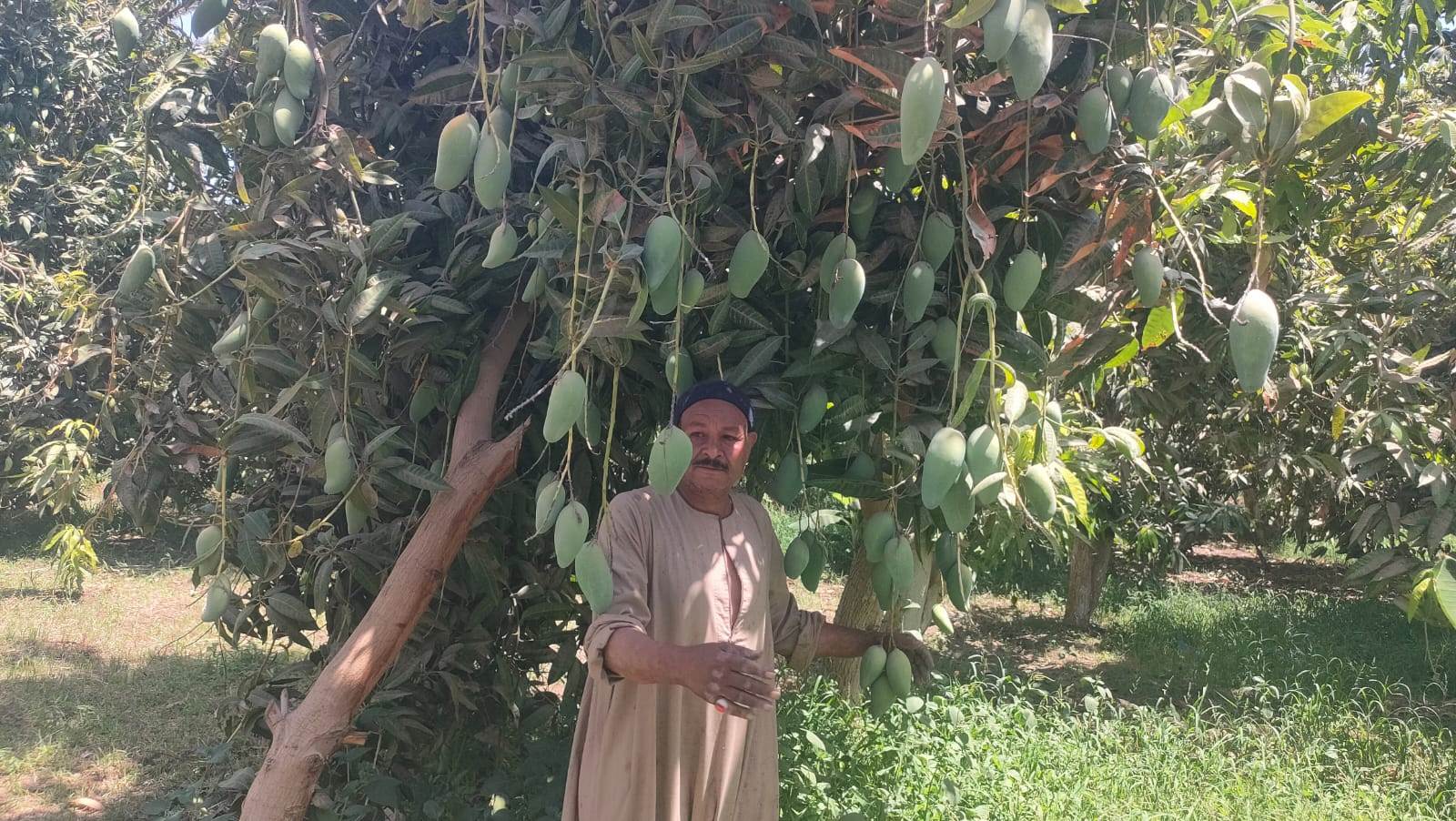 المانجا نازلة زي المطر من الأشجار خلال حصادها بمزارع الأقصر