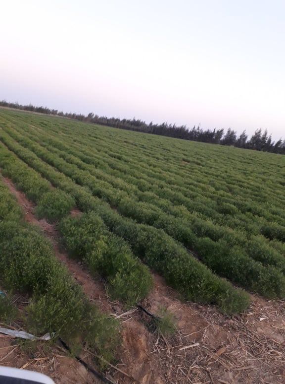درب الأربعين تحقق نجاحا فى زراعة الكمون