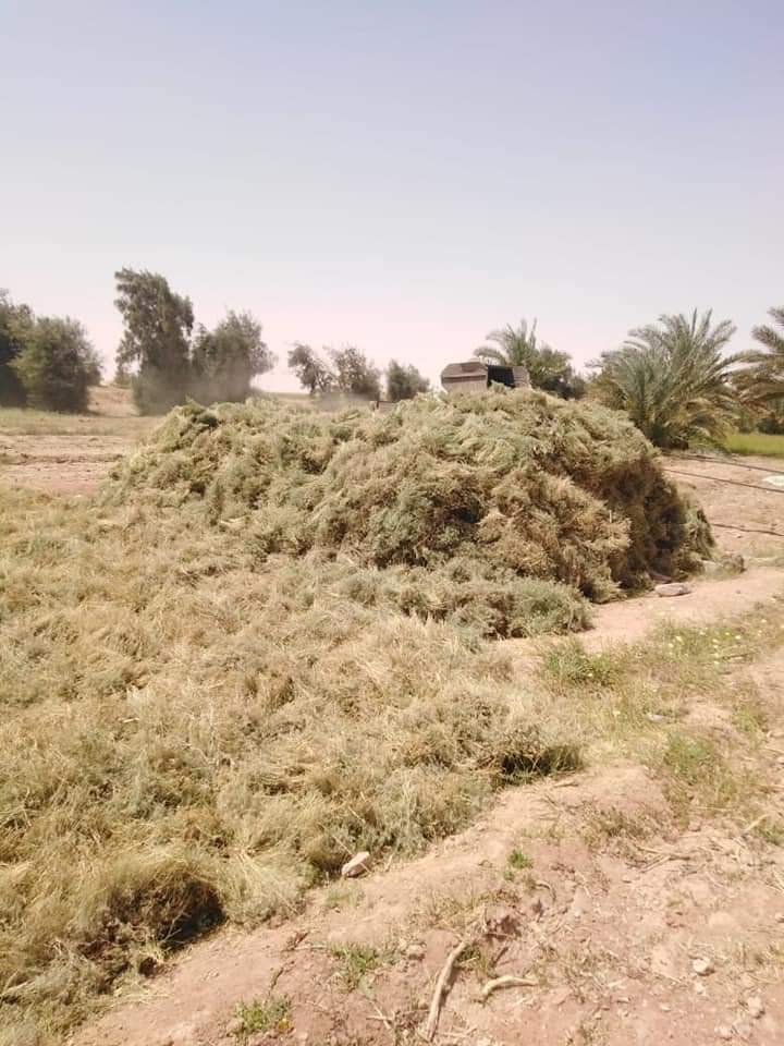 جانب من أعمال حصاد الموسم الماضي