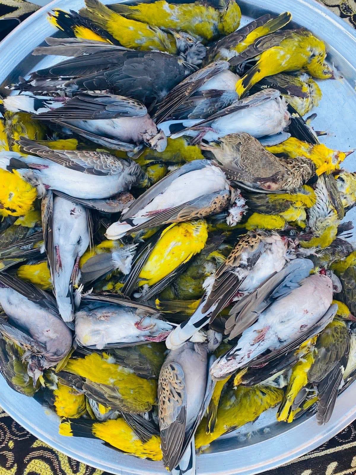 الإبادة الطبيعية لالمينا الهندي الغازي الإبادة الطبيعية لالمينا الهندي الغازي