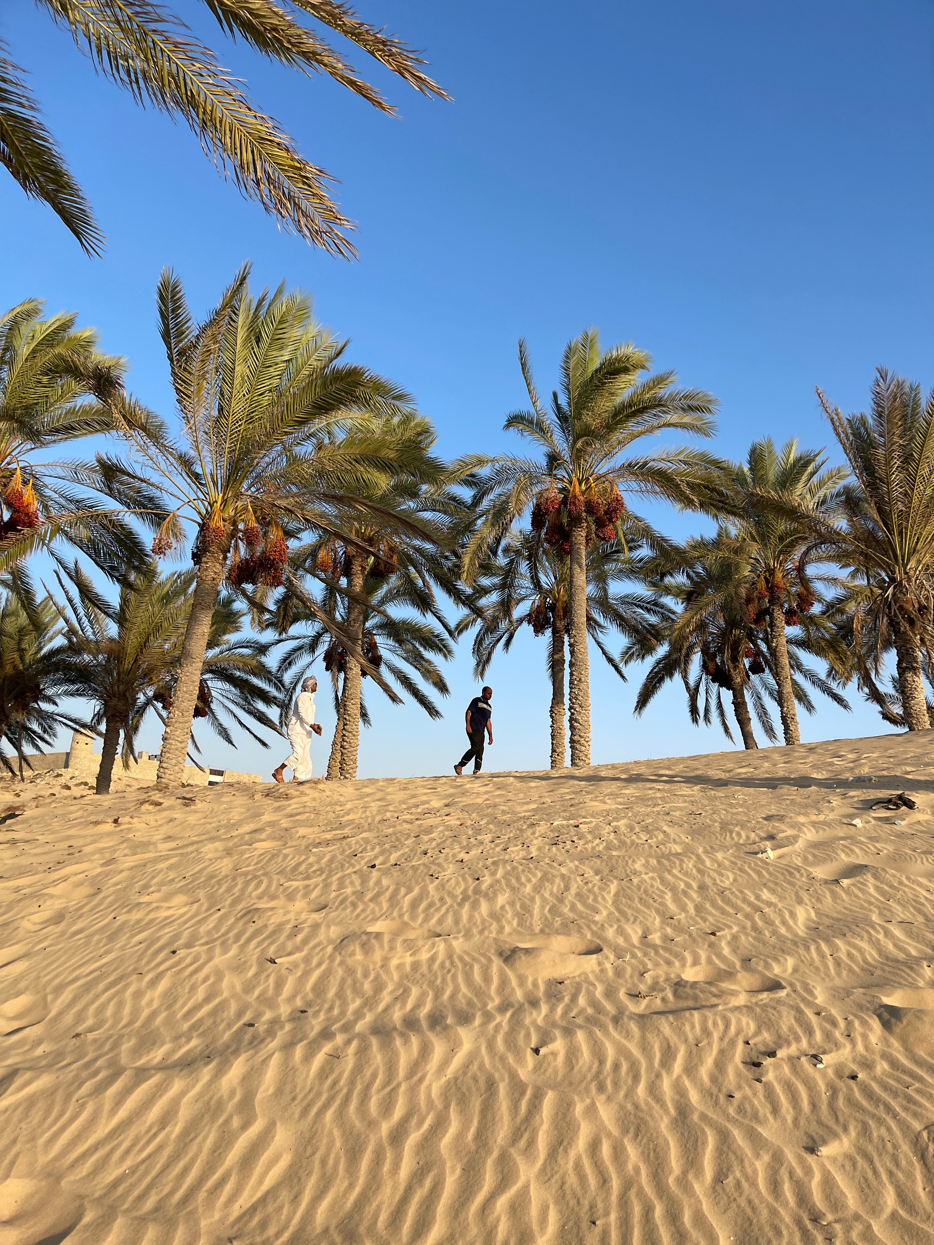 بين النخيل