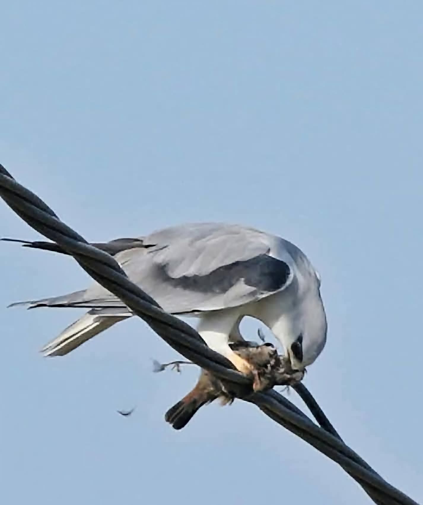 طائر المينا الهندي الغازي طائر المينا الهندي الغازي