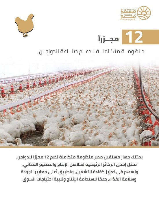 منظومة متكاملة لدعم صناعة الدواجن