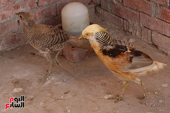 ألوان بديعة.. جماليات نوادر الطيور البرية (13)