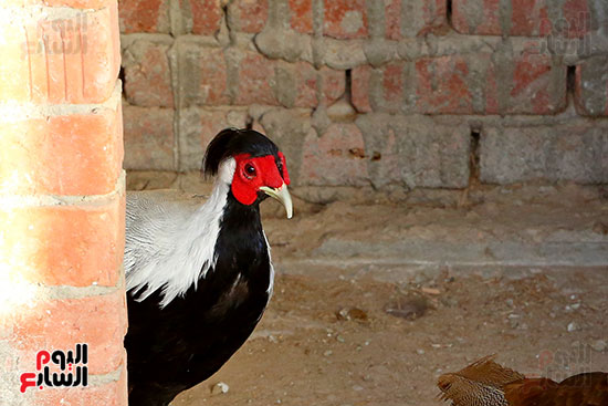 ألوان بديعة.. جماليات نوادر الطيور البرية (11)