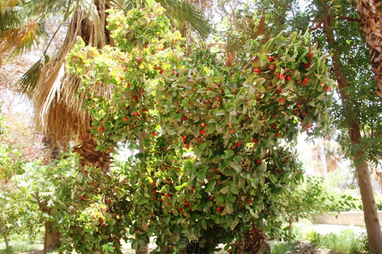شجرة-الأوجينيا_1