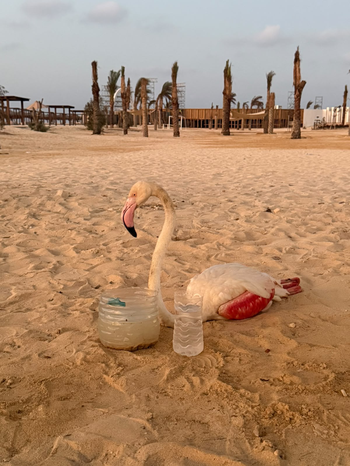 العثور على طائر فلامنجو أبيض على أحد شواطىء الساحل الشمالى