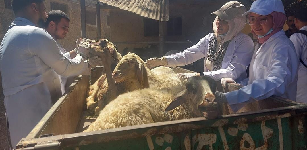 الكشف على الاغنام الكشف على الاغنام