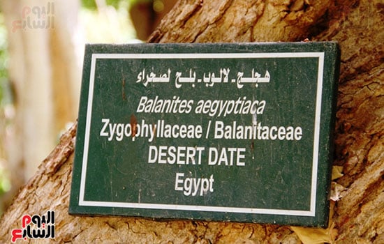 شجرة-اللالوب
