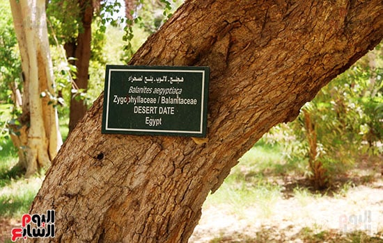 لالوب