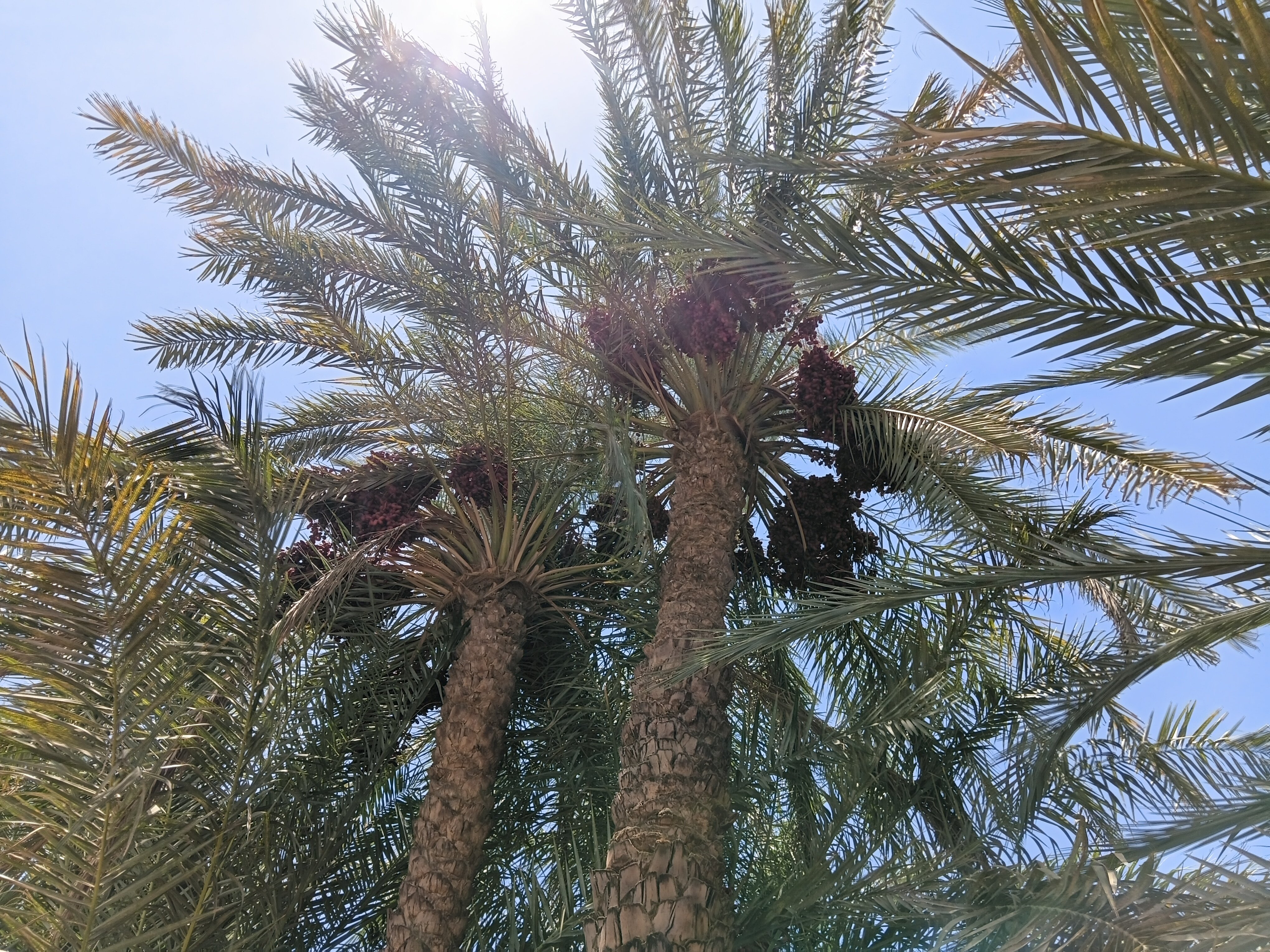 نخيل عالية