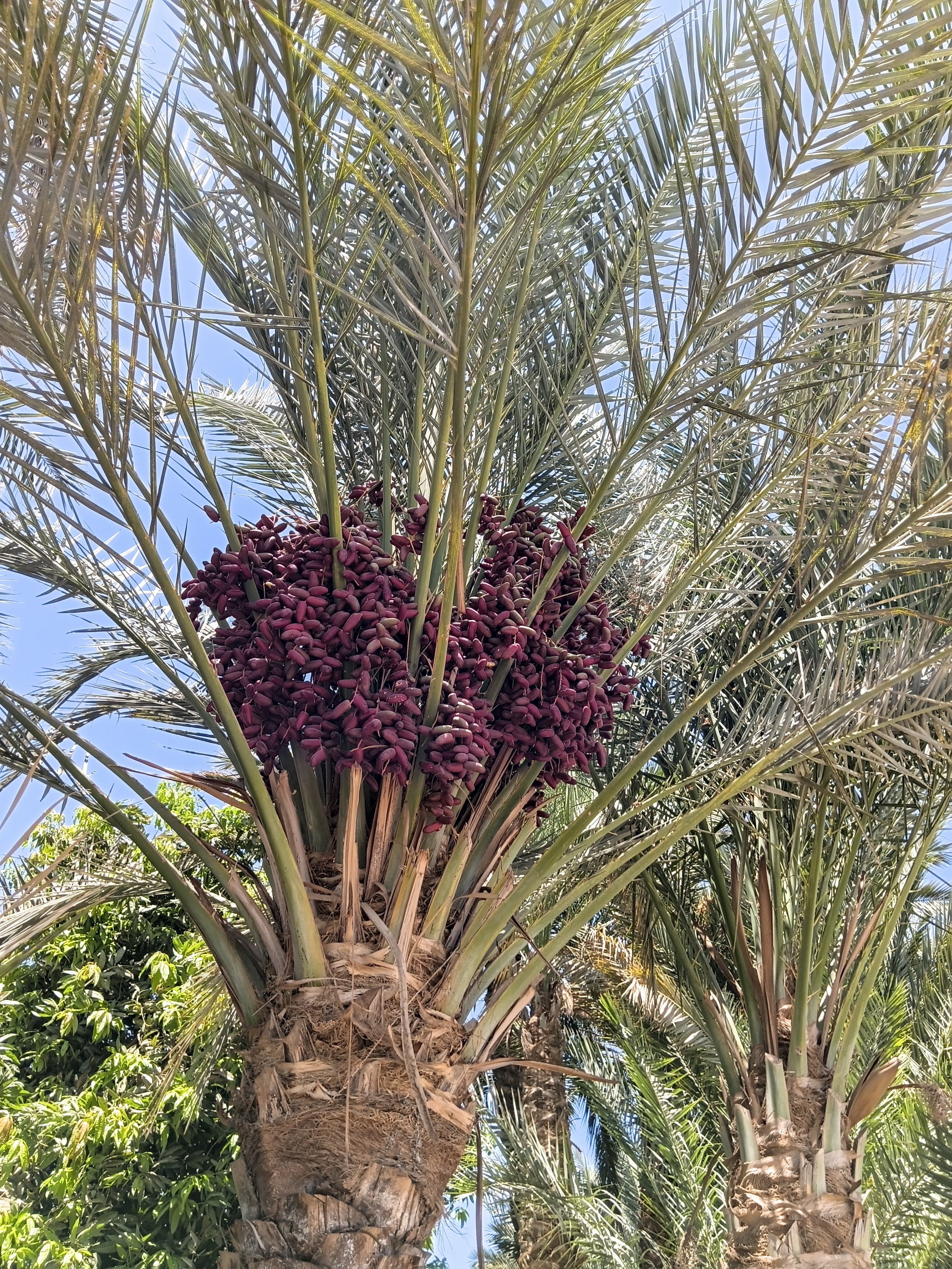 نخيل أسوان
