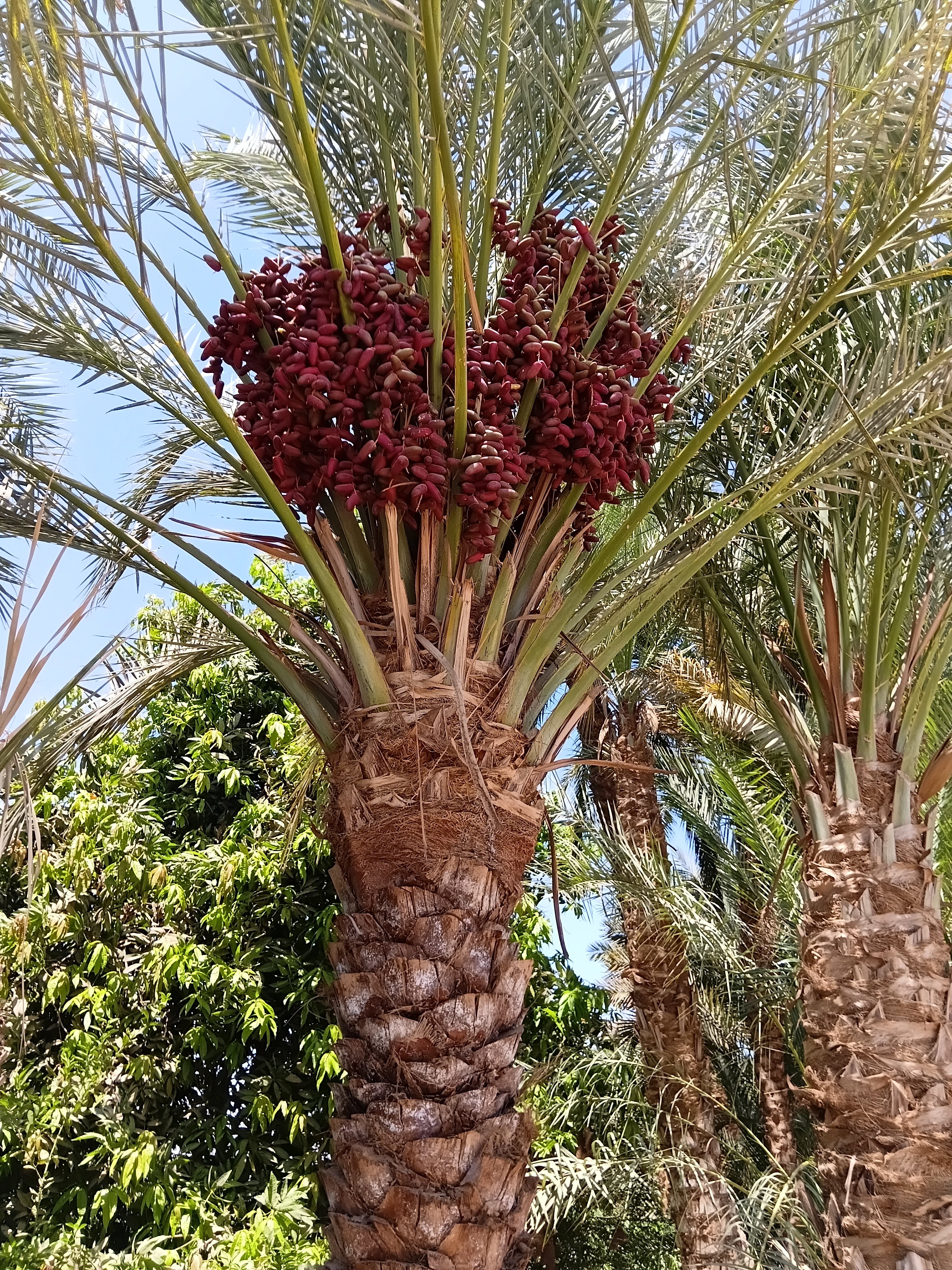 ثمار البلح الأحمر والأصفر