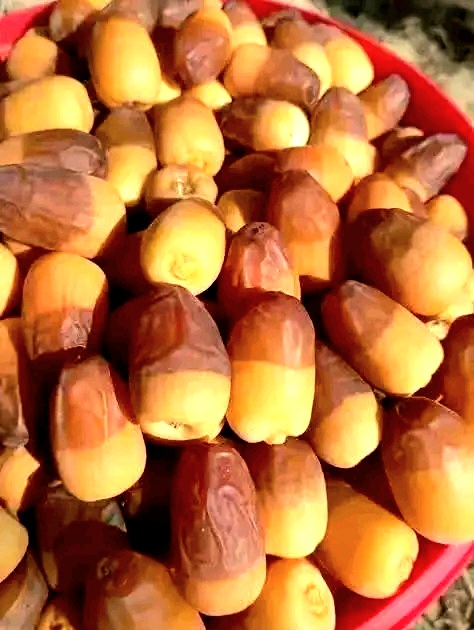 بشاير البلح بالوادى الجديد