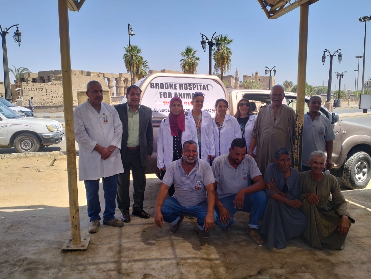 فرق فحص خيول الحناطير من الطب البيطرى بالأقصر