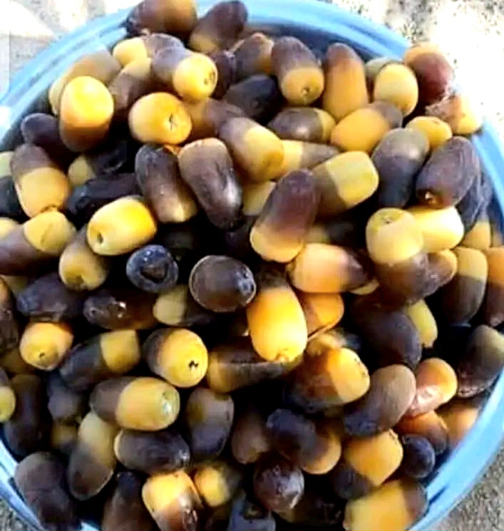 البلح الحجازى بالوادى الجديد_1